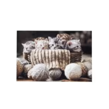 ASTRA otirač Deco print mačka D109 40x60cm