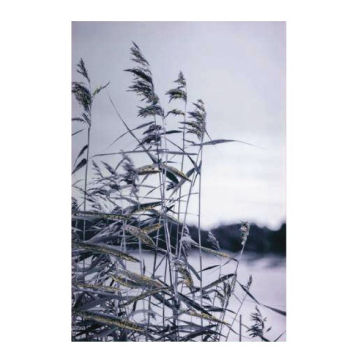 AMBIENTE GLAMOUR slika Camargue 80x120cm