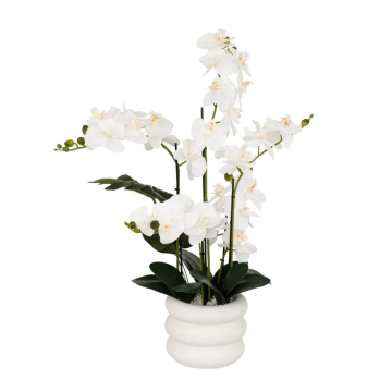 ATMOSPHERA orhideja Mick u kramičkoj saksiji 80cm