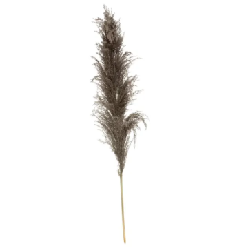 ATMOSPHERA Trava dekorativna smeđi pampas 11x109 cm 3/1