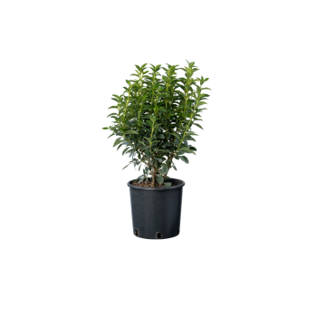 BILJKA Viburnum tinus 5 L