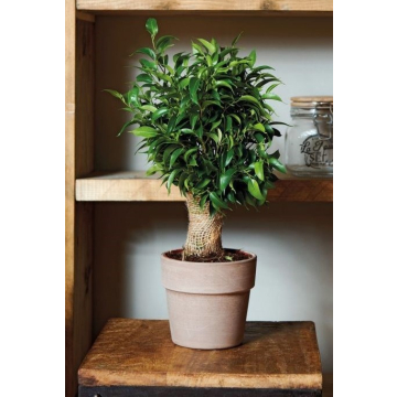 SAKSIJA glinena Perfetto grafit 11cm