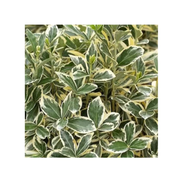 BILJKA Euonymus japonicus ‘Bravo’ 15 L MF