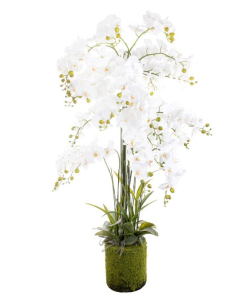BILJKA umjetna Phalaenopsis bijela H180cm
