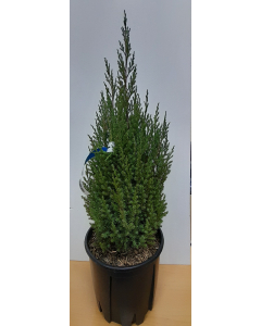 BILJKA Juniperus Chinensis Stricta