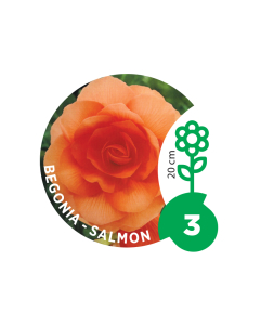 LUKOVICA Begonija Salmon 3 komada