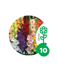 LUKOVICA Gladiola mix 10 komada